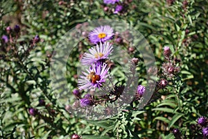 Pollination of purple flowers of New England aster