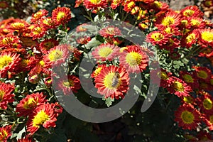 Pollination of red and yellow flowers of Chrysanthemum in October