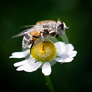 Pollination at springtime