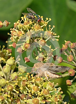 Pollination in springtime