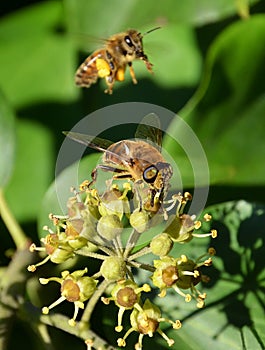 Pollination in springtime
