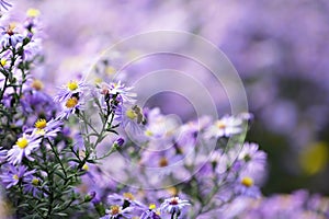 Pollination Of Violet Flowers Aster