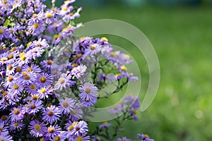 Pollination Of Violet Flowers Aster