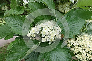 Pollination of white flowers of Sorbus aria in May