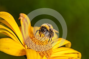 Pollination of a yellow flower with a bumblebee