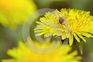 Pollination of yellow wildflowers in the meadow. Flowers background. Nature springtime.