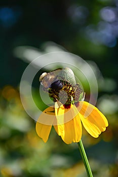 Pollinator on coneflower