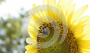 Pollinator filling up on huge sunflower