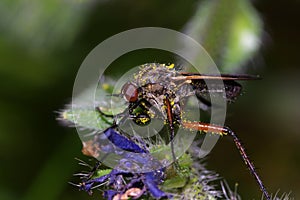 Pollinator fly