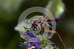 Pollinator fly photo