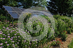 Pollinator garden, butterfly garden and solar panels on a bright summerâ€™s day.