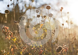 Pollinator garden end of season flower seed heads at golden hour