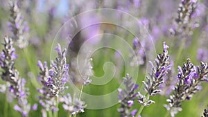 pollinator insects in lavender field