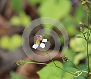 A pollinator machine: the western honey bee