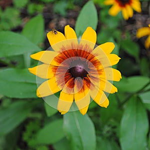 Pollinator visiting a Gloriosa daisy