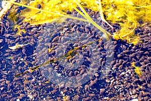 Polliwogs in a pond in Poland