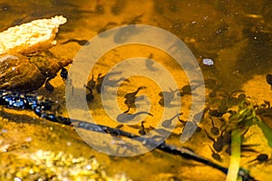 Polliwogs in a pond in Poland