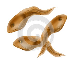 Polliwogs Tadpoles Isolated