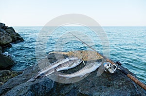 Pollock fish with fishing rod on background sea