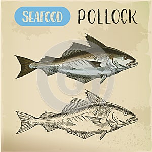 Pollock fish side view. Vector sketch