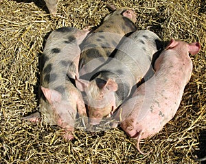 Polluted baby pigs and a pink one