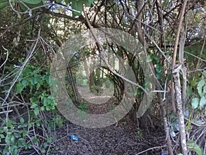 Polluted mangrove with plastic in Brazil