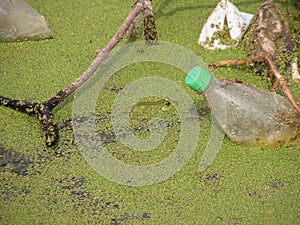 Polluted natural pond