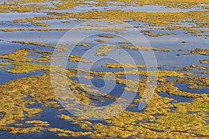 Polluted river algae