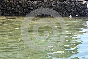 Polluted Sand Beach and Sea Area with Plastic Garbage or Trash Trown by the Locals