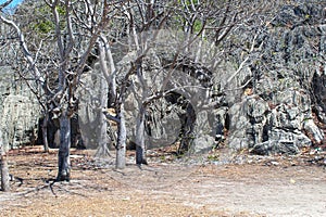 Polluted Sand Beach and Sea Area with Plastic Garbage or Trash Trown by the Locals - Leafless Trees with Rocky Hill Background