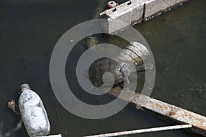 Polluted stream with Turtle on Nature Reserve at Skala Kalloni Lesvos Greece