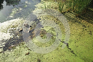 polluted swamp green color water environment disaster concept background photo