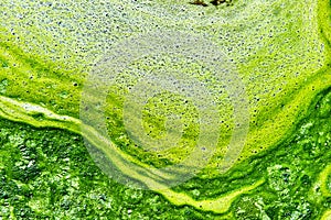 Polluted water with algae