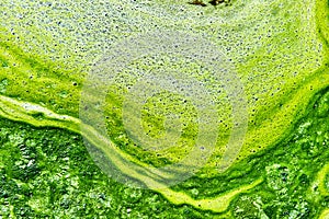 Polluted water with algae photo