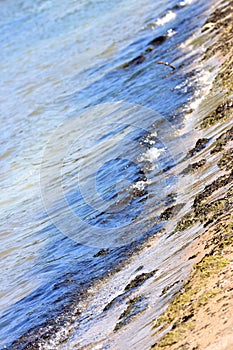 Polluted Water and Beach photo
