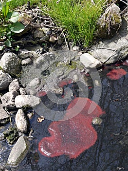 Polluted water: red algae