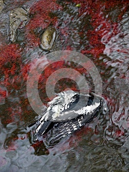 Polluted water: red algae and dead bird