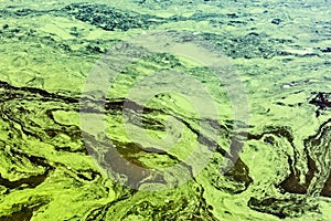 Polluted waters by toxic chemicals with green and yellow scum