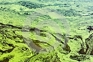 Polluted waters by toxic chemicals with green and yellow scum photo