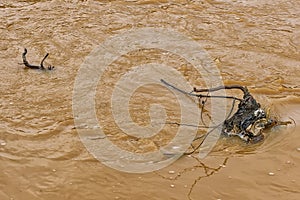 Polluted yellow river1