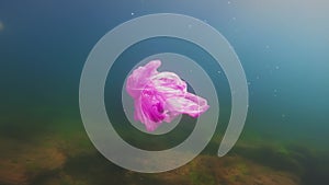 Pollution concept. Plastic bag floating in the ocean with copy space. A disposable pink bag drifts alone in the sea