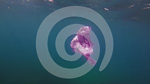 Pollution concept. Plastic bag floating in the ocean with copy space. A disposable pink bag drifts alone in the sea