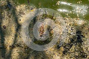 Pollution and Dead fish on lake