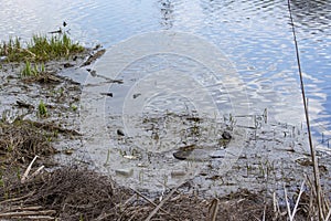 Pollution of the environment, debris and dirt in the pond, lake. Problems of ecology and environmental protection