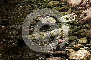 Pollution and garbage accumulate on the banks of the Baia river photo