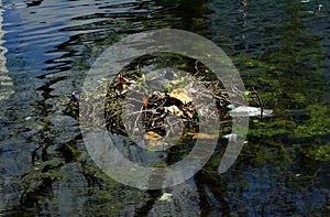 pollution of inland waters with plastic waste, coot bird in the nest made of plastics and packaging waste. Environmental photo