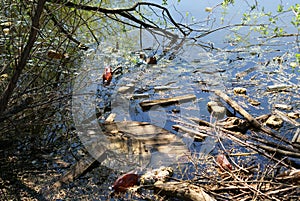 Pollution of a lake