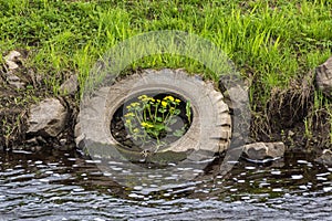 Pollution of nature - flowers grown in abandoned truck tire by the river