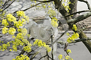 Pollution Plastic In Maple Tree