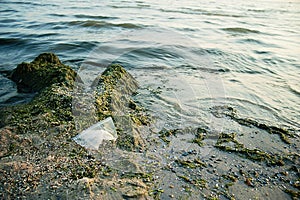 Pollution of the sea with plastic bags. ecology problem.Dirty sea in seaweed. The sea is flowering